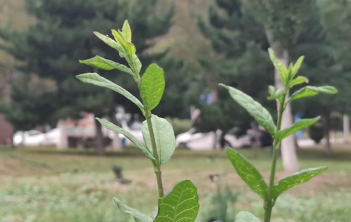 职业经理人的三大职业转换期